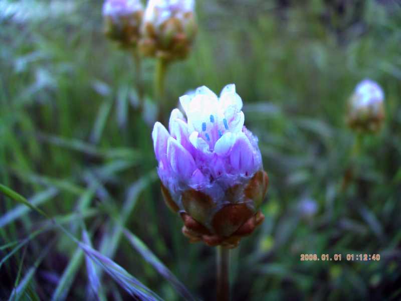 Armeria pungens